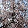 枝垂れ桜