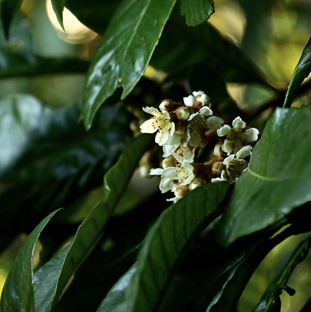 枇杷の花