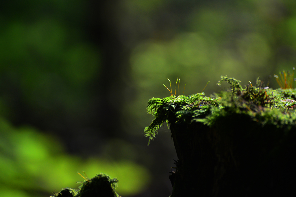 緑の森