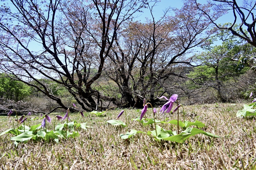 天竜桜