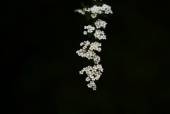 ユキヤナギ