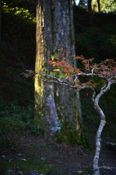 比叡山延暦寺より