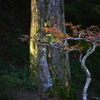 比叡山延暦寺より