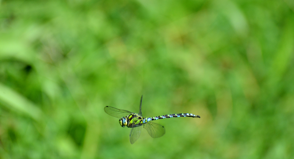 ルリボシヤンマ１