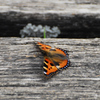 Kleiner Fuchs