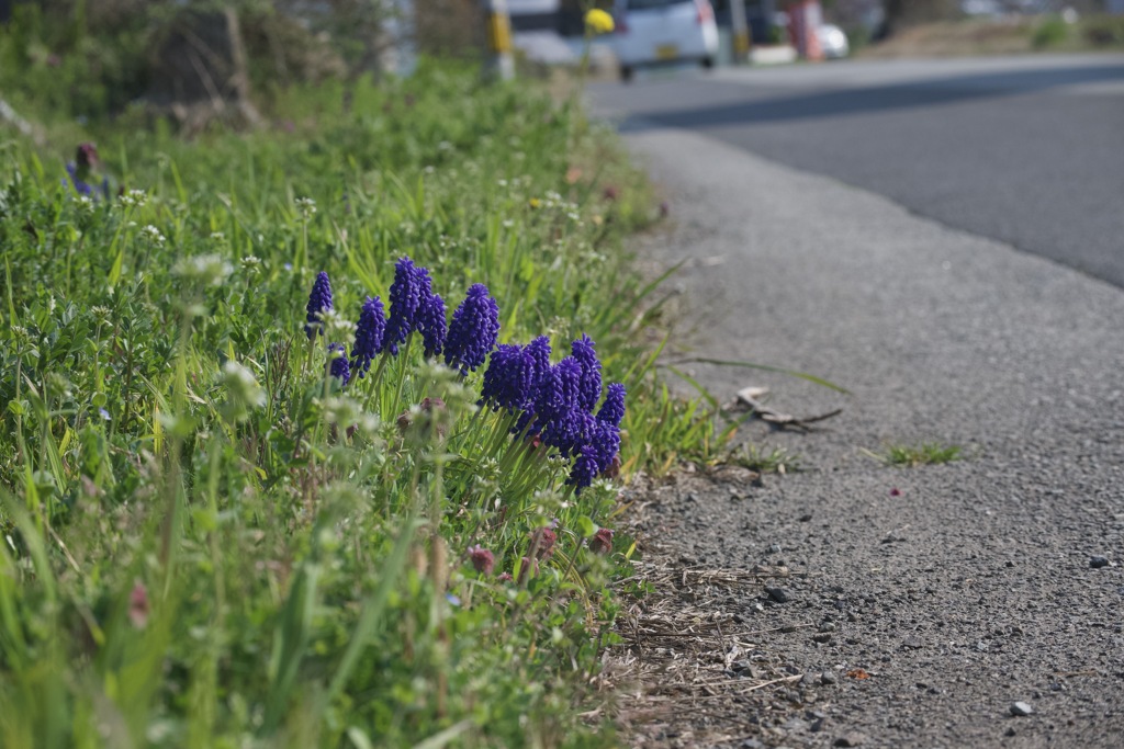 田舎道