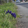 田舎道