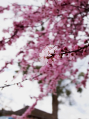 何の花でしょう？