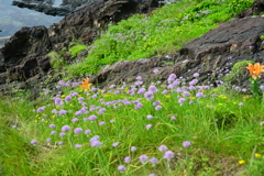 相川千畳敷