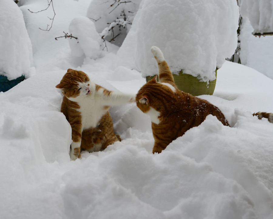 ネコは雪が大好き〜