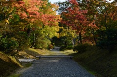 京都の紅葉