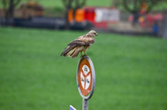 ヨーロッパノスリ　？