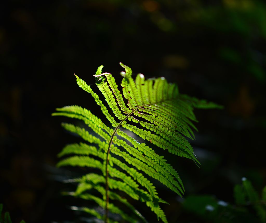 シダ
