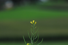 菜の花