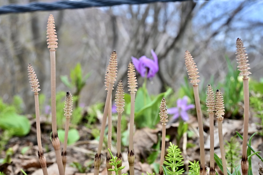 カタクリの花