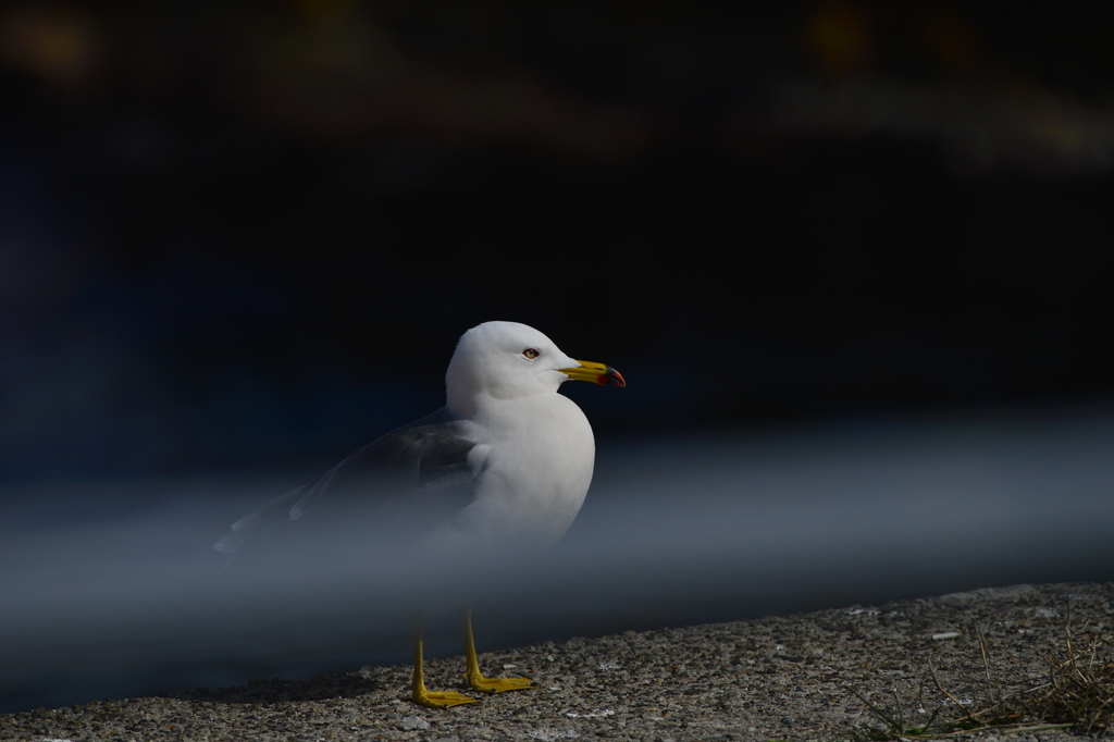 ウミネコ