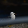 ウミネコ