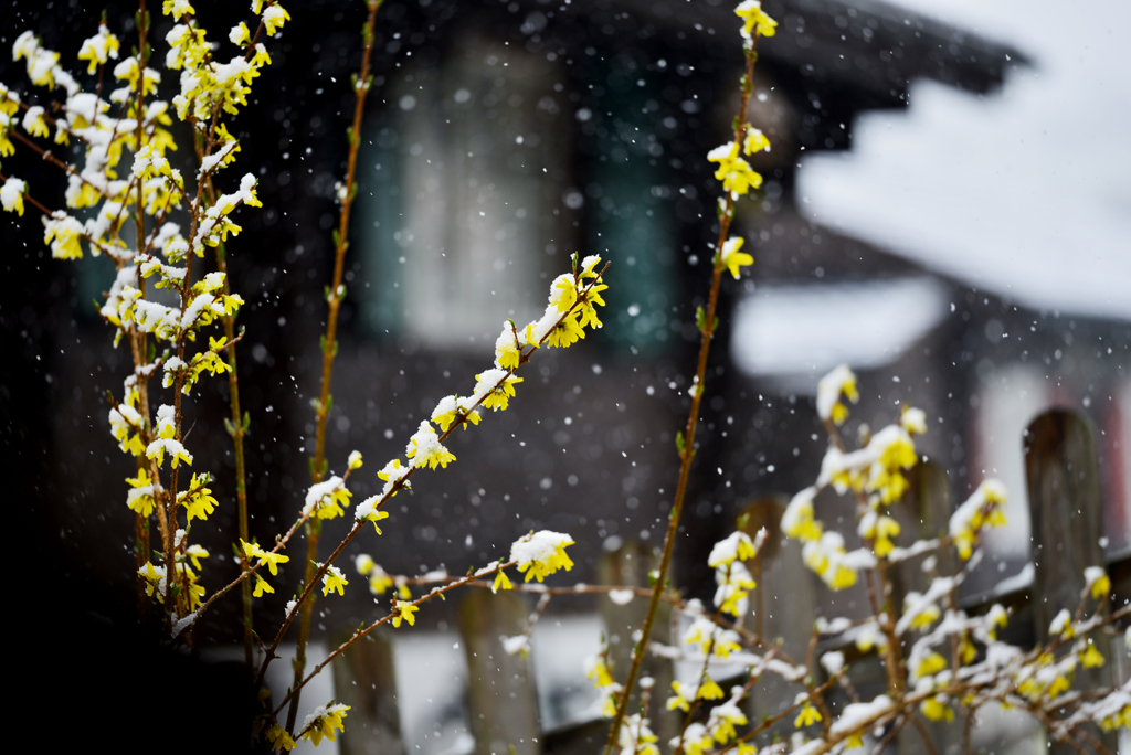 今朝は雪