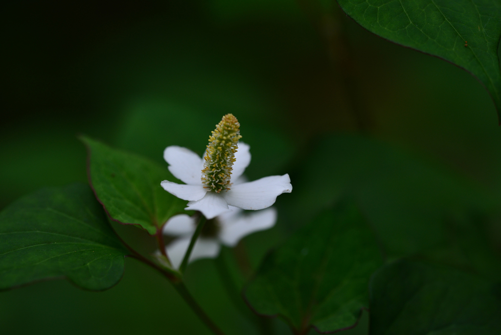 植物園２