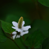 植物園２