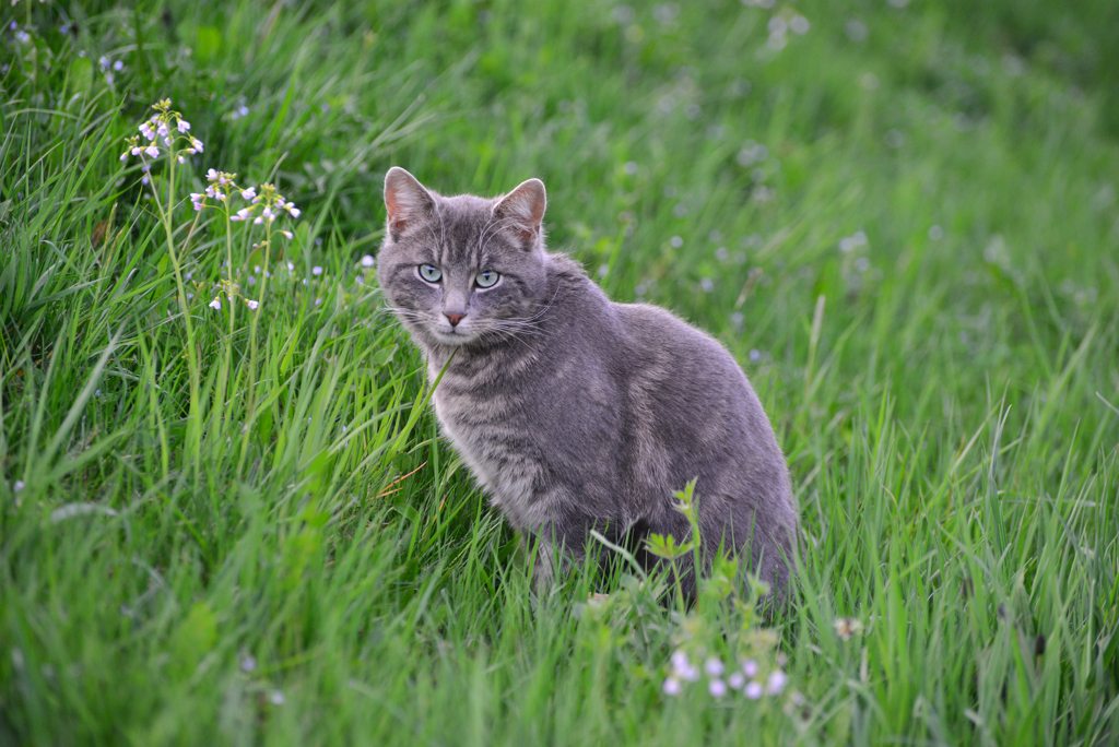 近所の猫