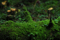 Green2