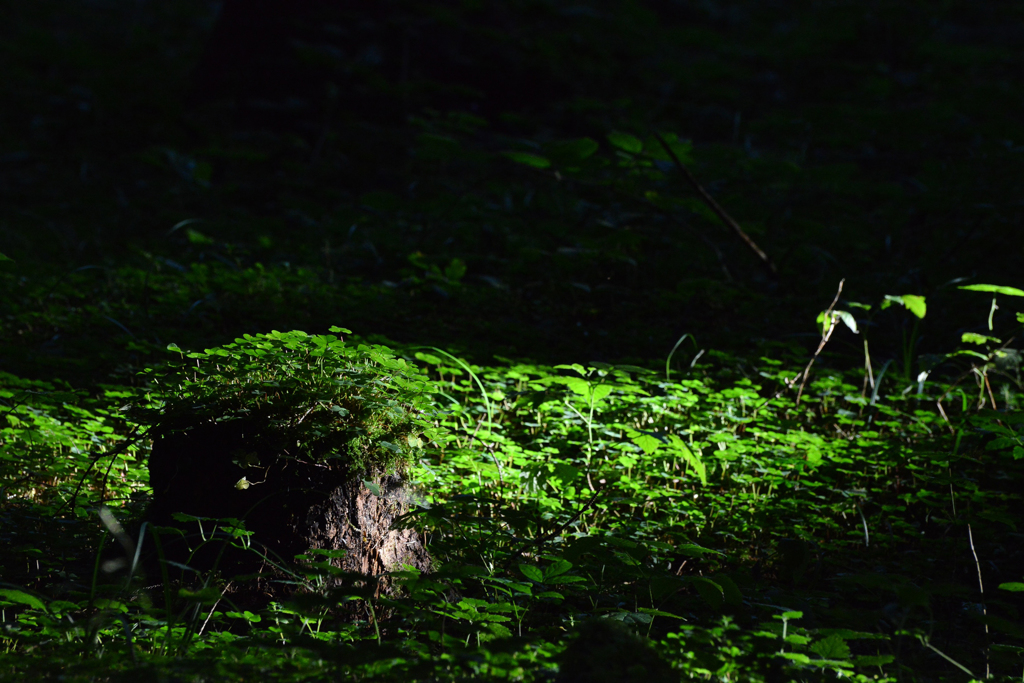 森の光　１