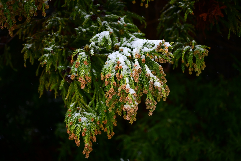 初雪