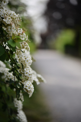 コデマリの咲く小道