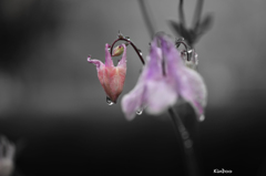 連日の雨　１