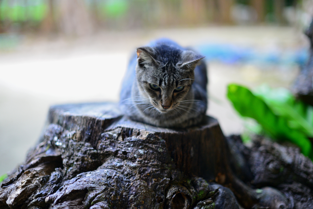 猫