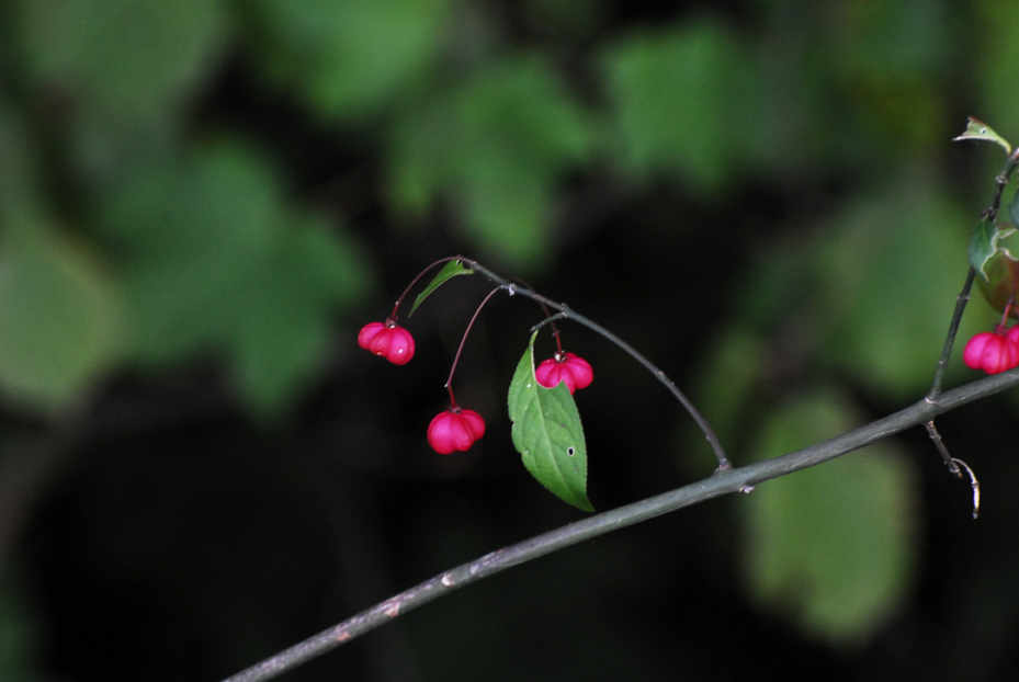 名前知りません。