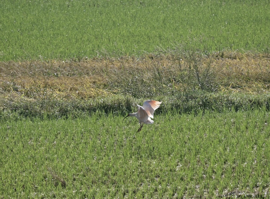 佐渡はトキ