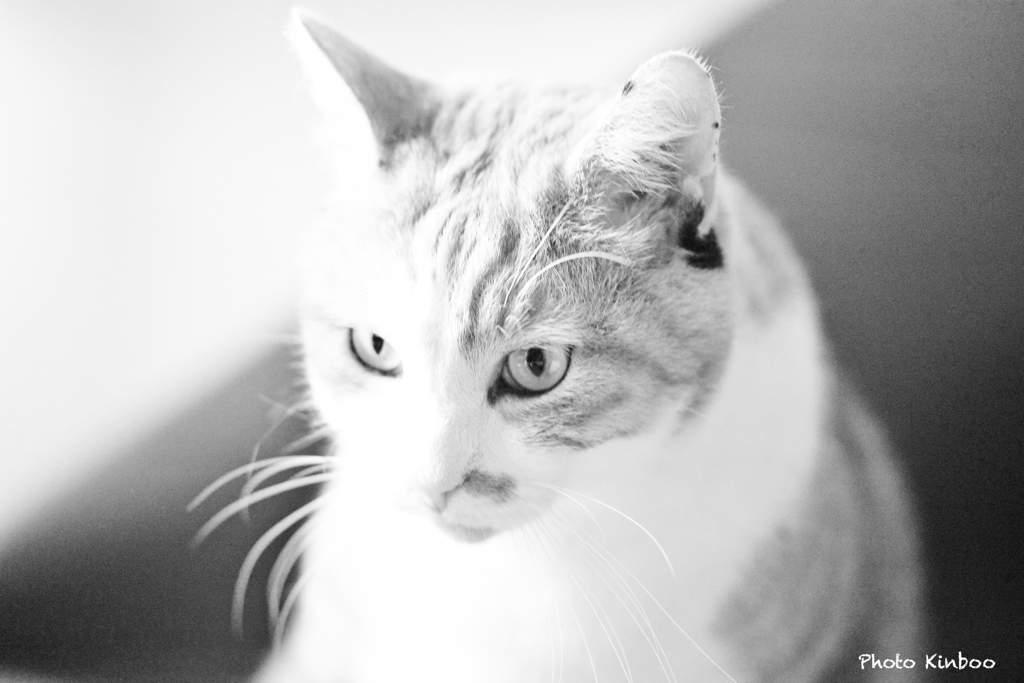 ネコのタロちゃん