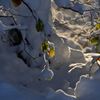 雪の朝　２