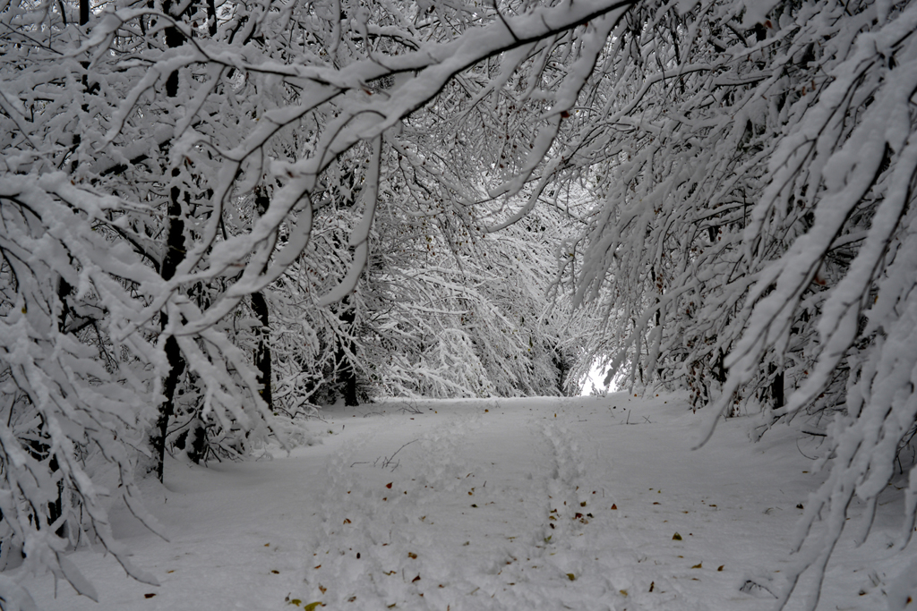 大雪