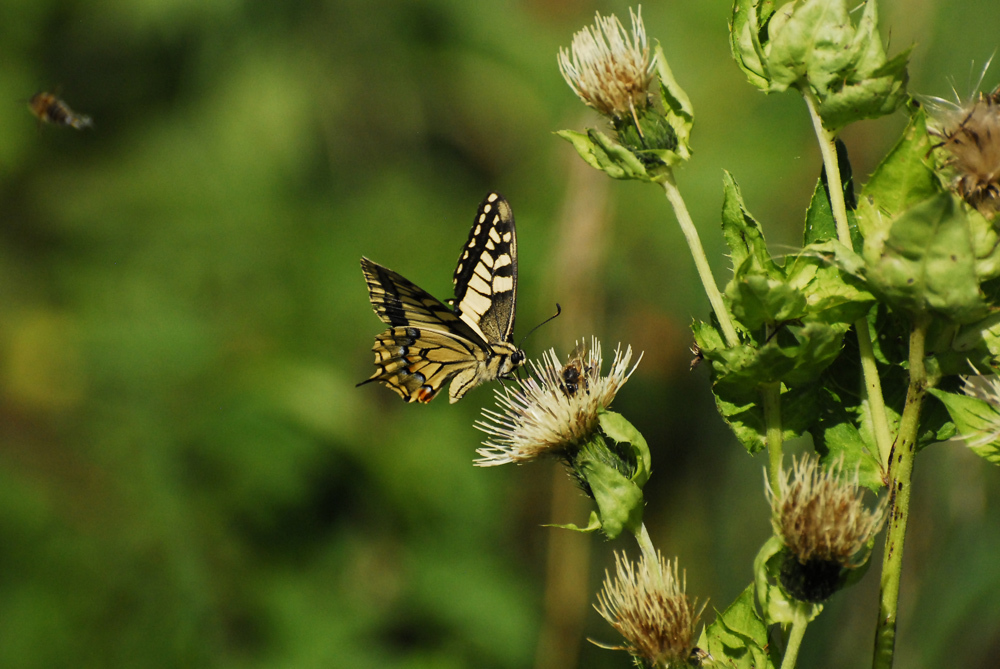 スイスのアゲハチョウ