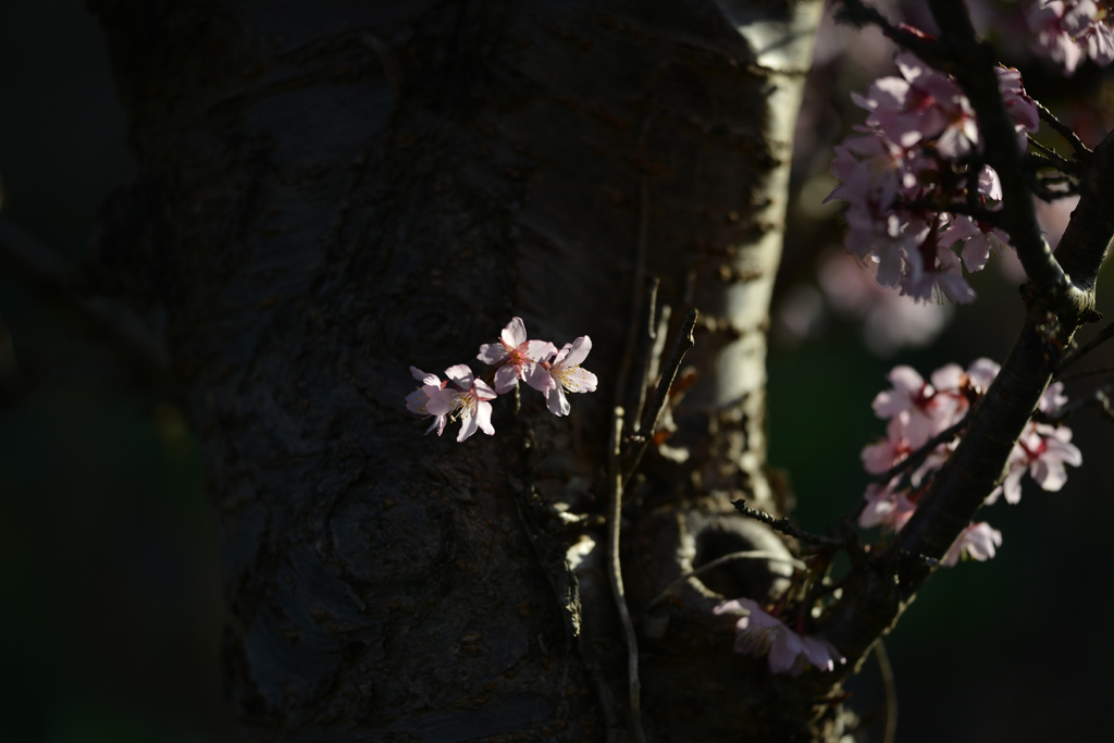 サハリンの桜１