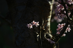 サハリンの桜１