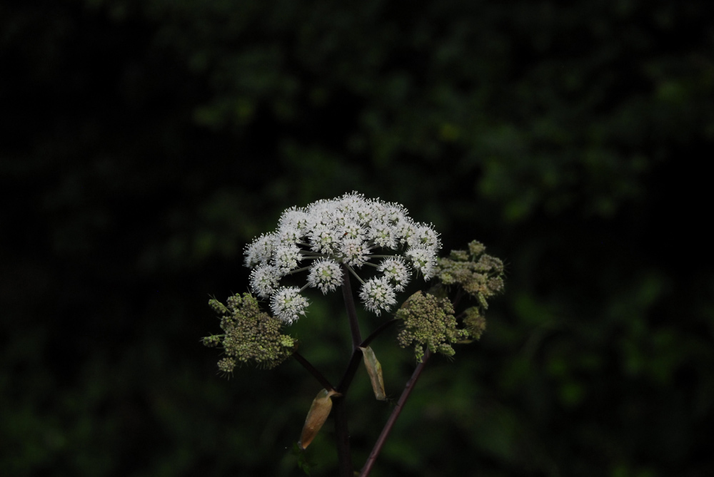 あのつぼみが開くと　２