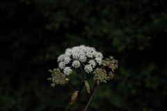 あのつぼみが開くと　２