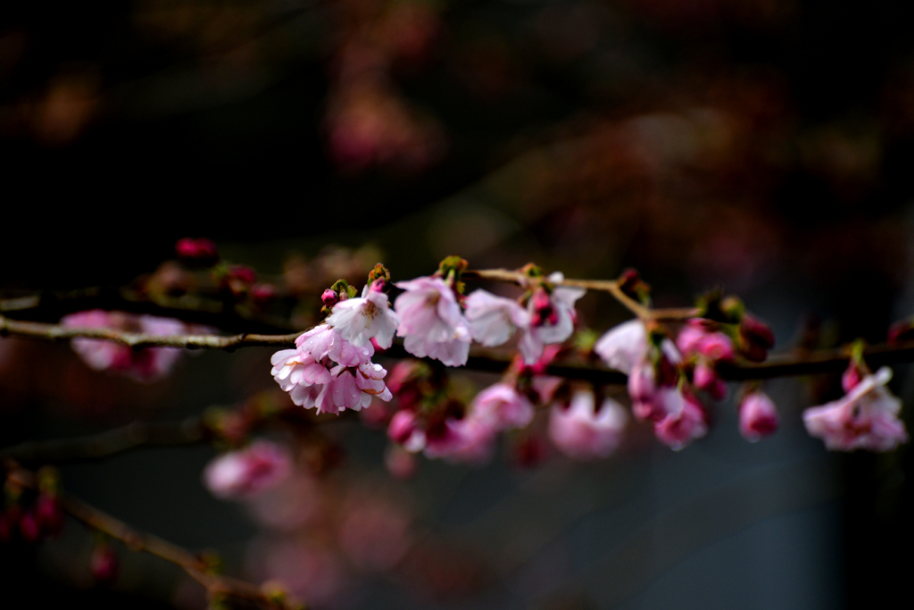 桜