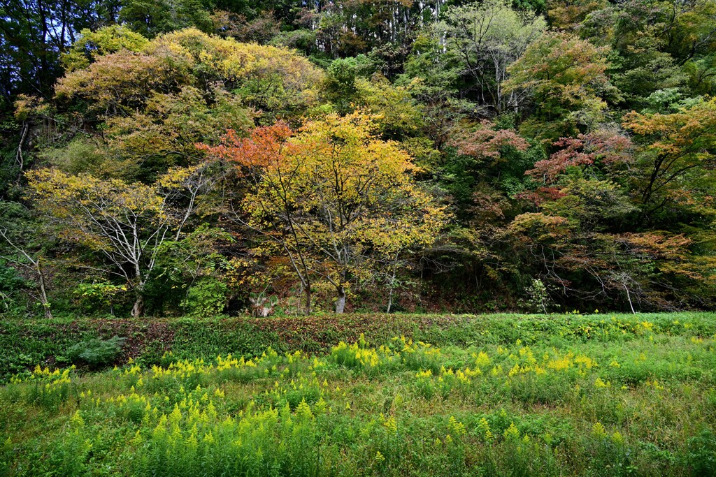 秋の風景