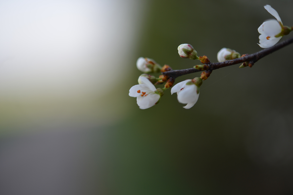 小さな花