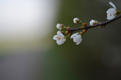 小さな花