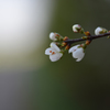 小さな花
