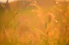 夕日に染まって