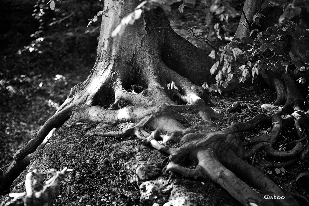 森の中で出会った…