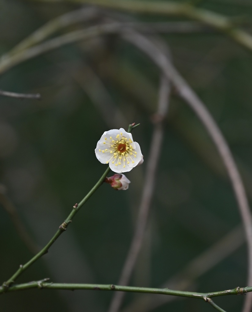 見つけました。