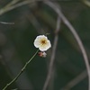 見つけました。